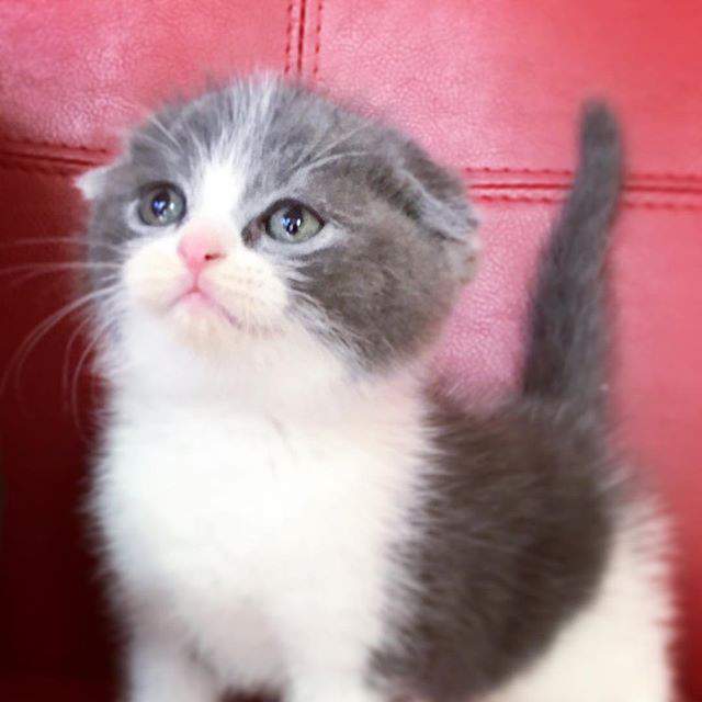 100 Gambar Kucing Imut-Imut Dan Lucu Untuk Wallpaper Hp 100 Gambar Kucing Imut-Imut Dan Lucu Untuk Wallpaper Hp