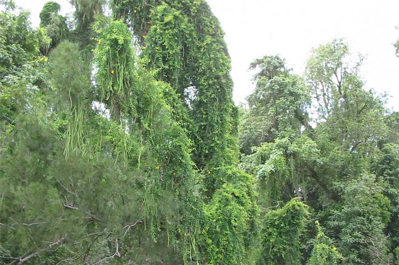 Cat Claw Tree Brain Mind Article