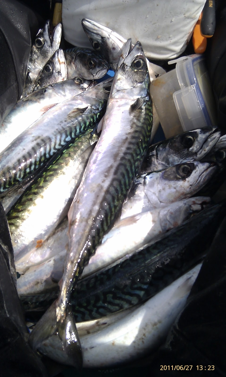 Sea kayak fishing The mackerel are here!