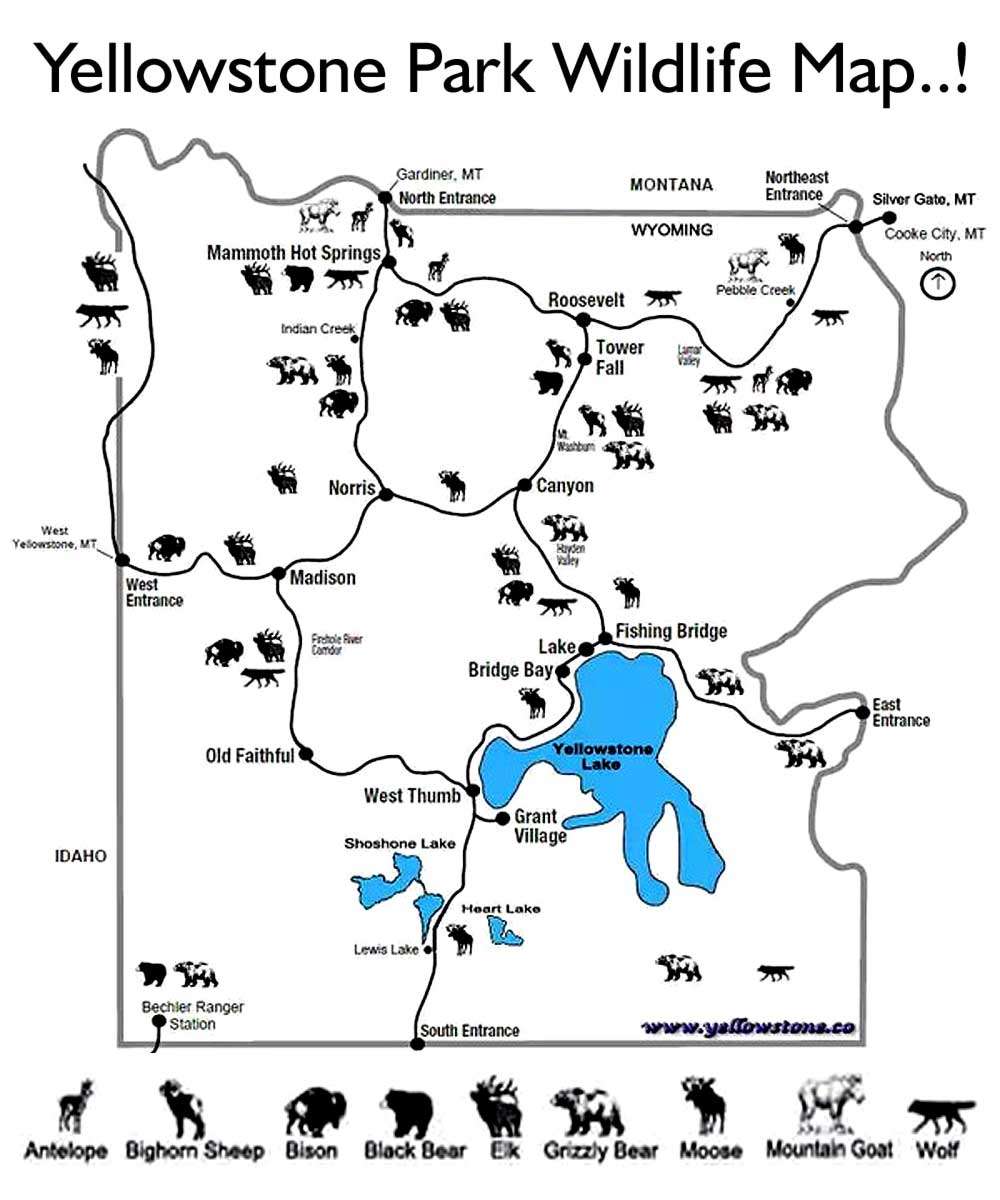 worksheet Yellowstone National Park Worksheets free coloring pages printable pictures to color kids drawing ideas where is yellowstone national park map of the wildlife animal for older children easy