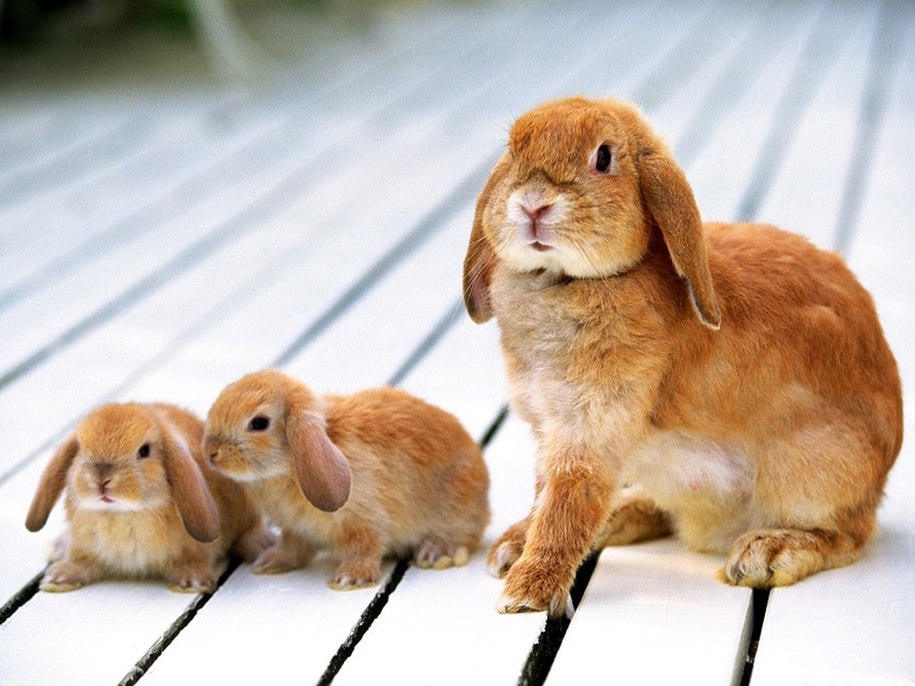 Cute Rabbits Wallpapers