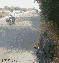 길거리 도둑 gif 有1