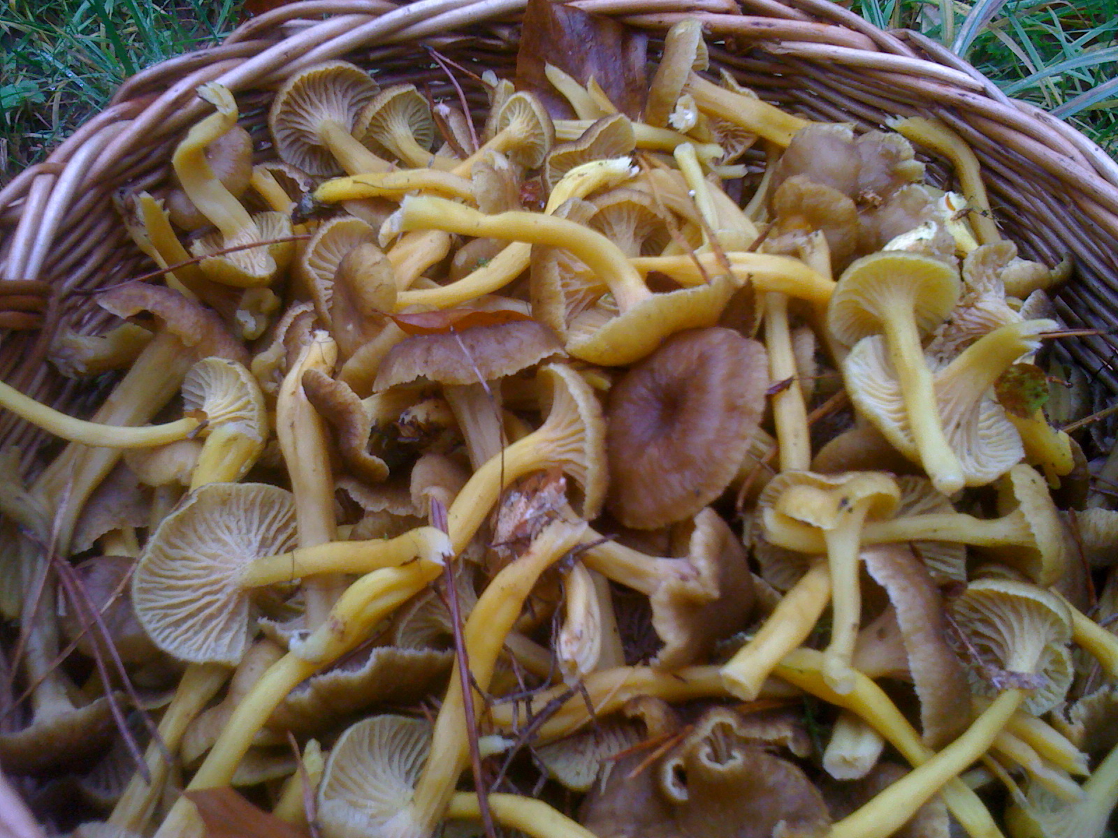 bonjour petite planète fin des cèpes place aux chanterelles d'automne