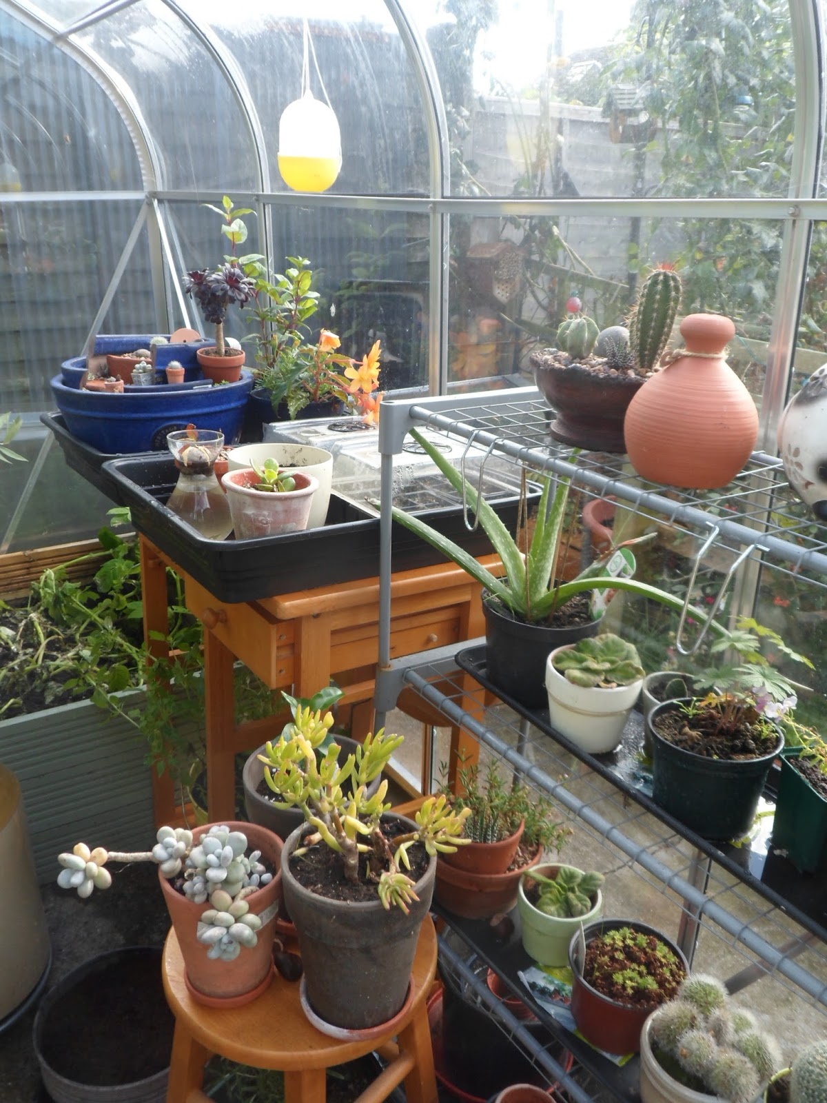 Poppy Patchwork In the greenhouse