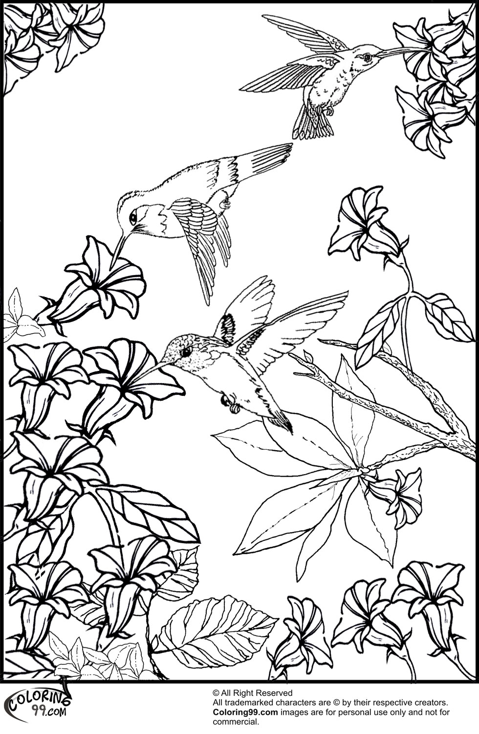 Download Hummingbird Coloring Pages | Team colors