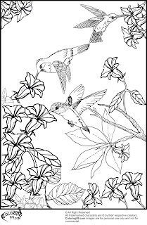 hummingbird and flower coloring pages