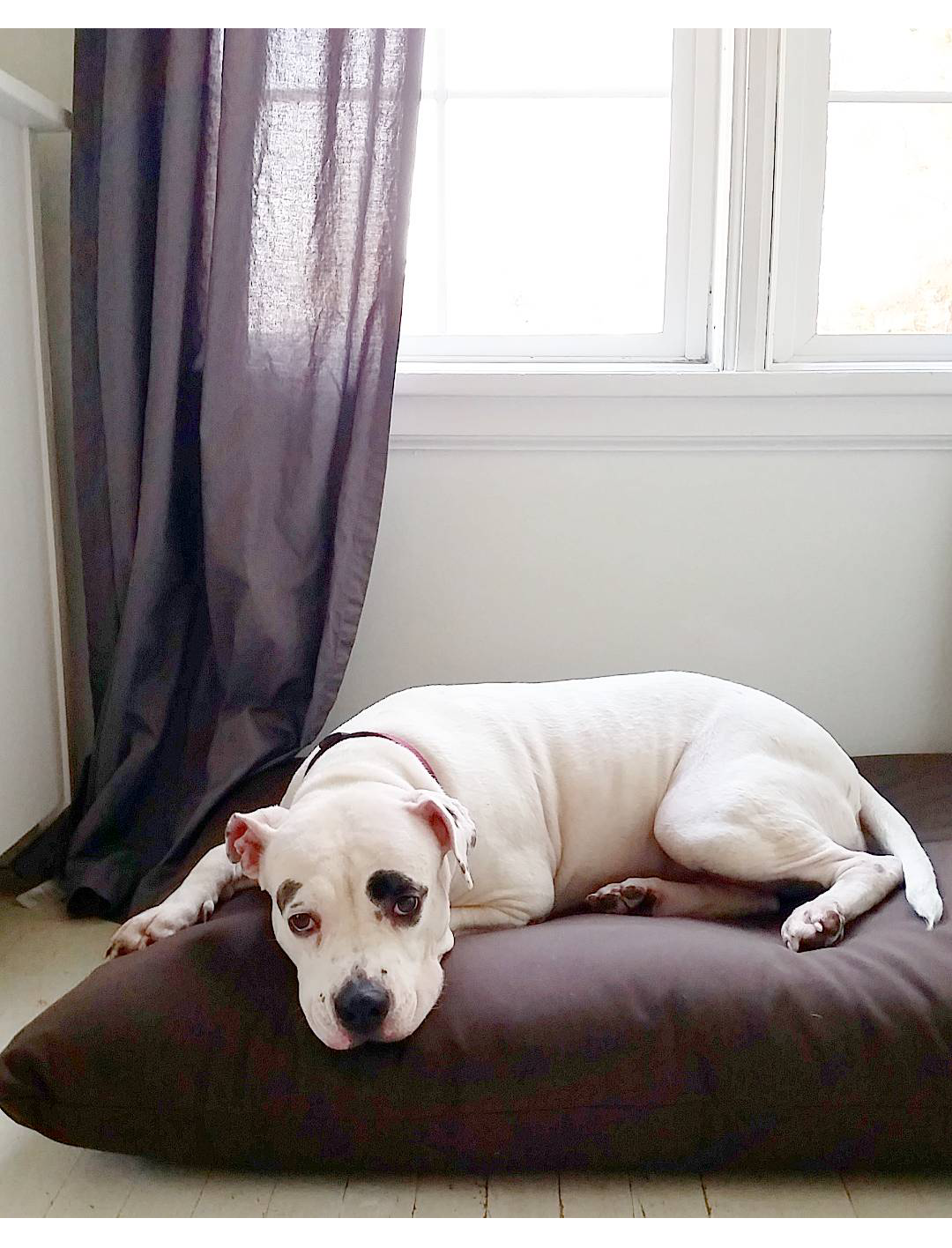 The Futon Shop Natural Dog Bed Giveaway!