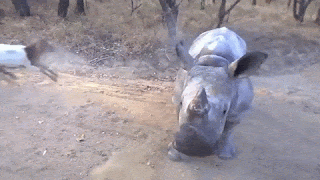 a goat and a baby rhino playing together