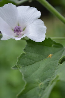 What Herbs Should Be Used For Acid Reflux? What Herbs Should Be Used For Acid Reflux?