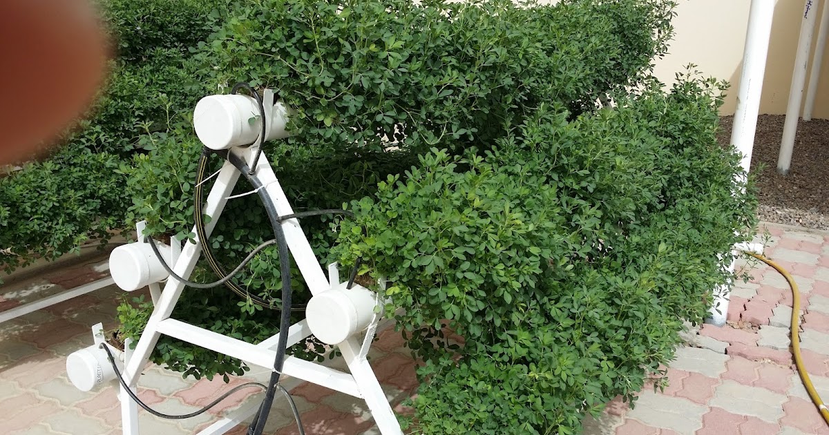 الزراعة المائية Hydroponic