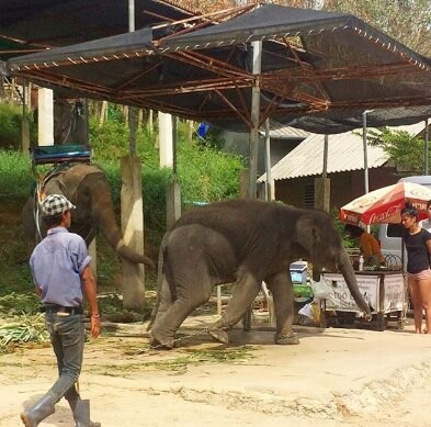 maltrato animal tailandia elefantes tigres trampas para turistas turismo consciente