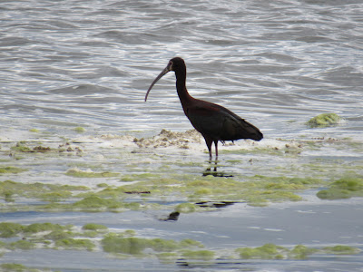 Tule Lake National Wildlife Refuge