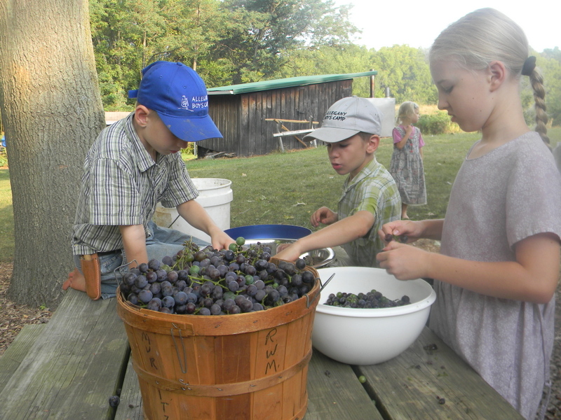 Home Joys Steaming Grapes