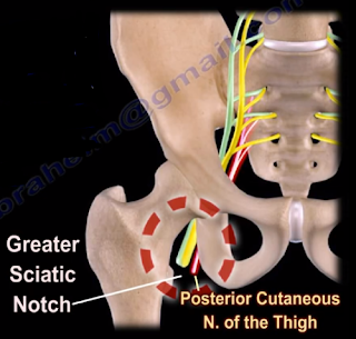 Dr. Nabil Ebraheim's Blogspot: Anatomy of the Posterior Cutaneous Nerve
