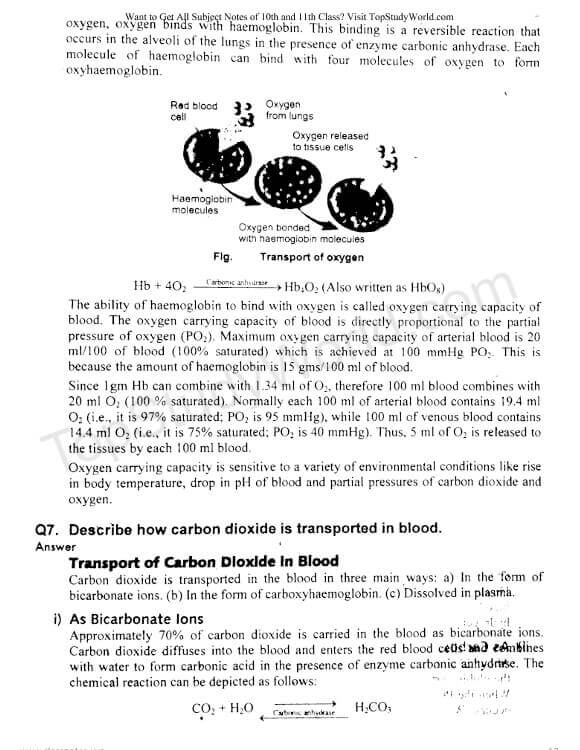 Chapter 14 Respiration Notes in PDF [12th Class] Top Study World