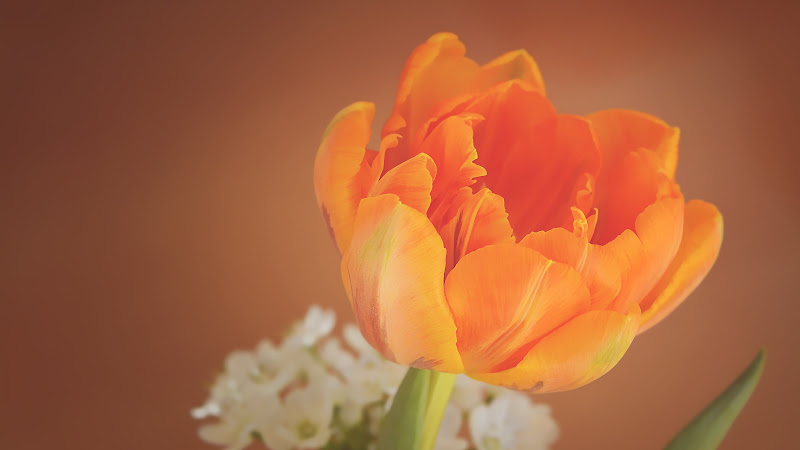 Orange Tulip Premium Flower Image HD