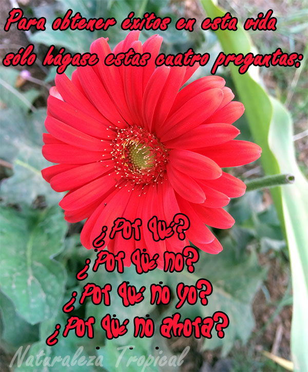 Para obtener éxitos en esta vida sólo hágase estas cuatro preguntas: ¿Por qué? ¿Por qué no? ¿Por qué no yo? ¿Por qué no ahora?