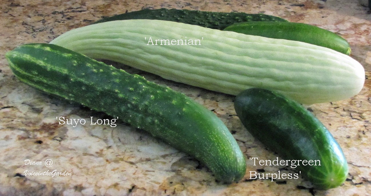 Voice In The Garden Dill Pickles_Naturally Fermented