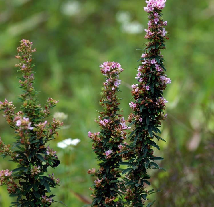 Field Biology in Southeastern Ohio Lespedeza Bush Clovers