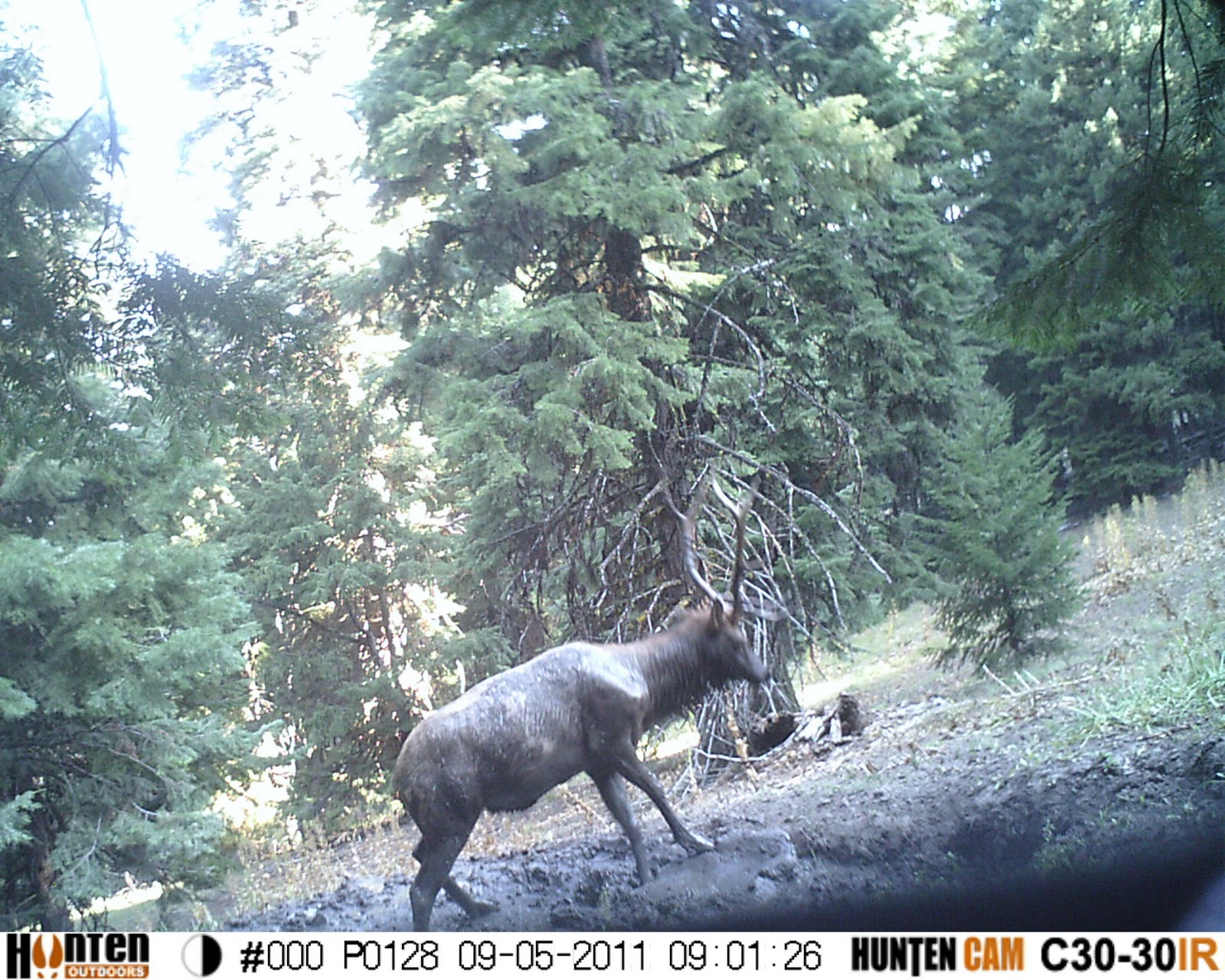Kristy Titus Oregon's Archery Elk Season Continued