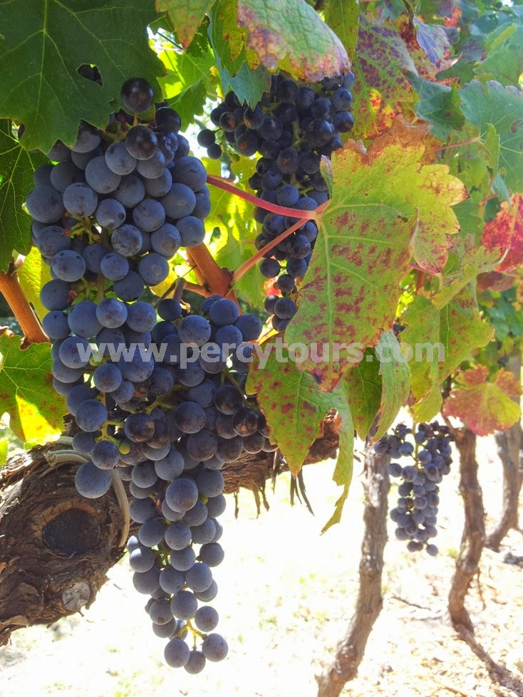 Wine grapes, Stellenbosch