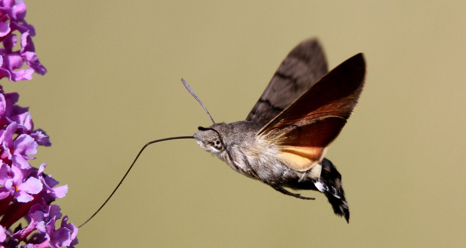 Hummingbird Hawk-moth