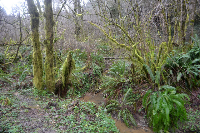 creek flowing