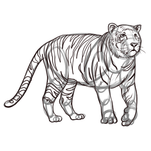 Pencil sketches and drawings: How to Draw a Tiger