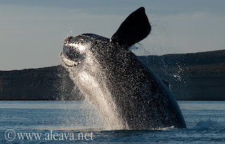 Avistajes de ballenas un show de la naturaleza en la Patagonia Argentina