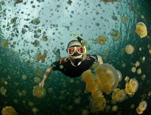Diving with jellyfish in Kakaban, Derawan | masariekulucu