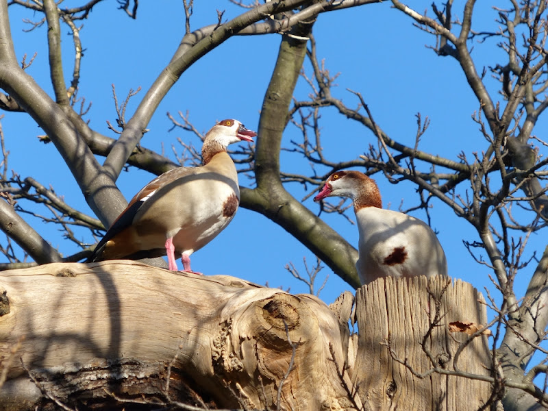 Egyptian Goose in pair