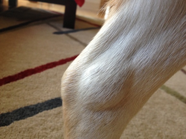 Bump On Dog S Hind Leg Bump On Dog S Hind Leg