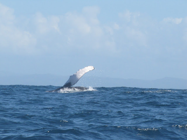 Humpback whale slapping the water in Sainte Marie. sainte marie madagascar humpback whale slapping water