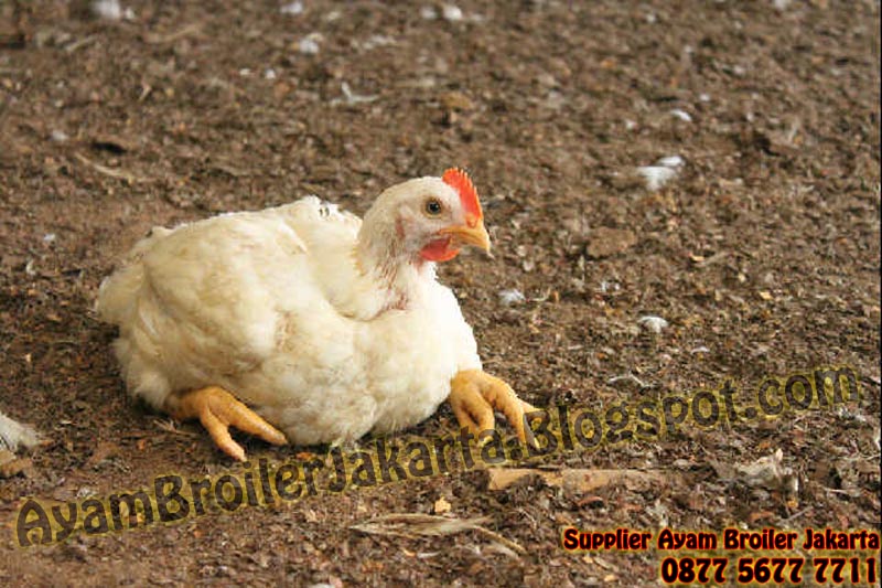 Supplier Ayam Broiler Jakarta Jual Menyediakan Negri Kampung Jantan Lain