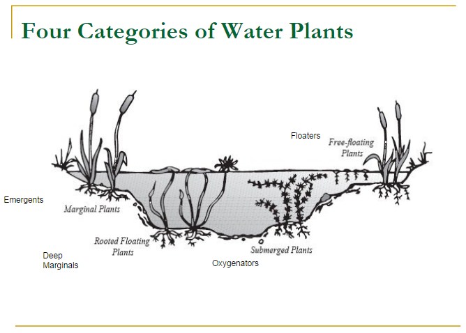 ecology projects ecology projects