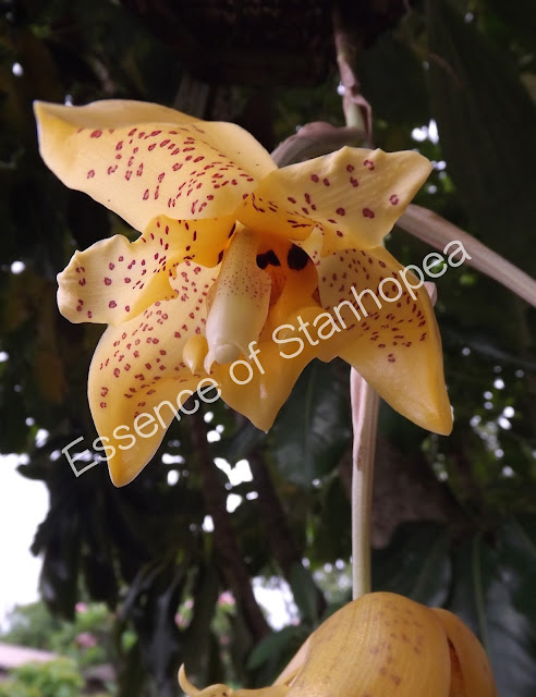 This week stanhopea orchids flowers