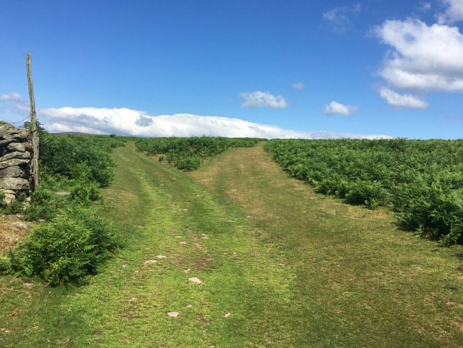 A-Walk-up-Sugarloaf-path-dividing-with-stone-wall