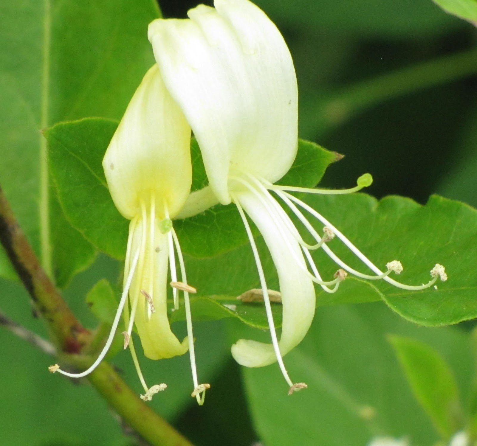 Honeysuckle