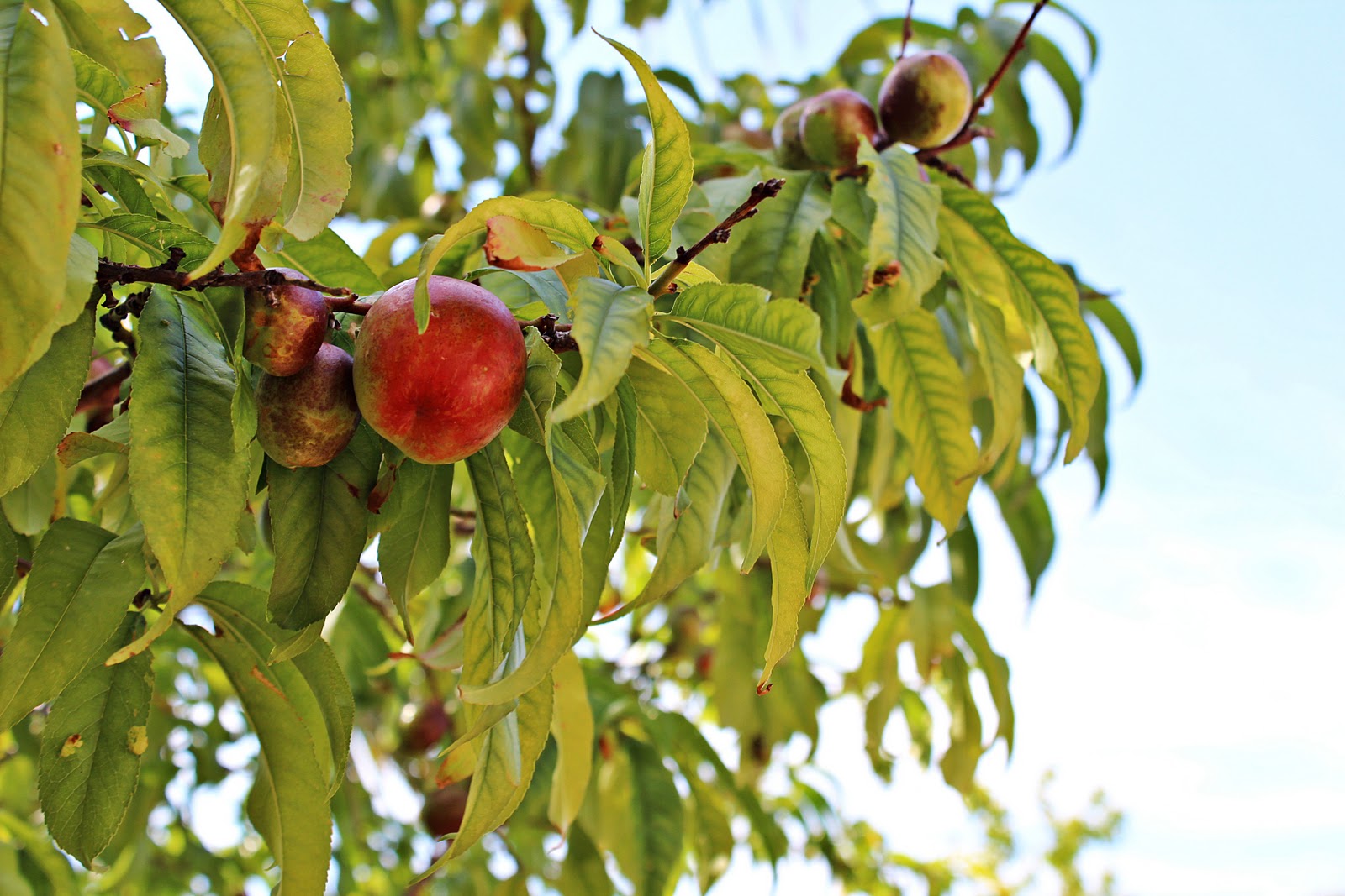 a brewing mind freshpicked nectarines
