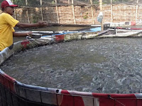 Contoh Proposal Budidaya Ikan Lele Bioflok
