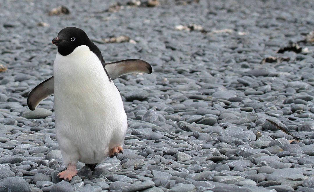Кто ест пингвинов в природе. День пингвина. Острова новой зеландии с пингвинами и альбатросами. Гнездо пингвина из камней. Пингвин гумбольдта.