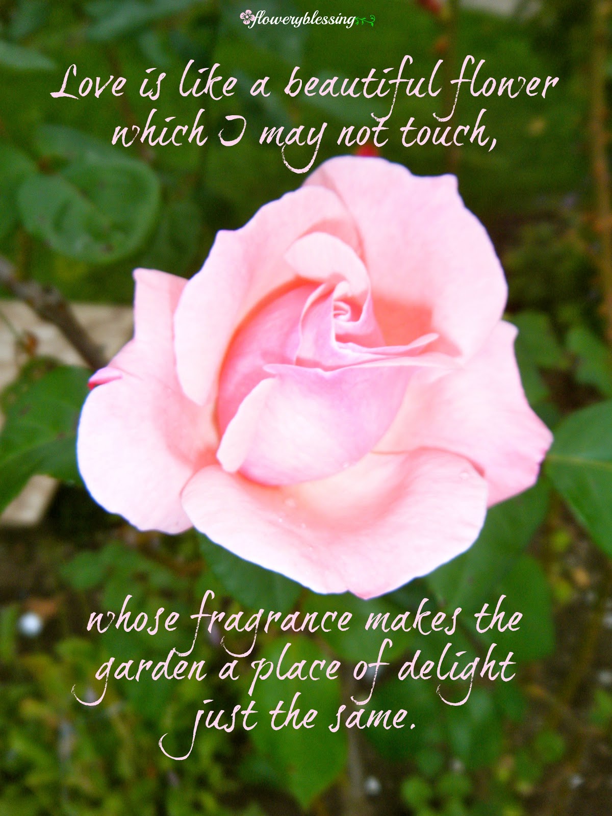 Flowery Blessing: Love is like a beautiful flower which I may not touch ...