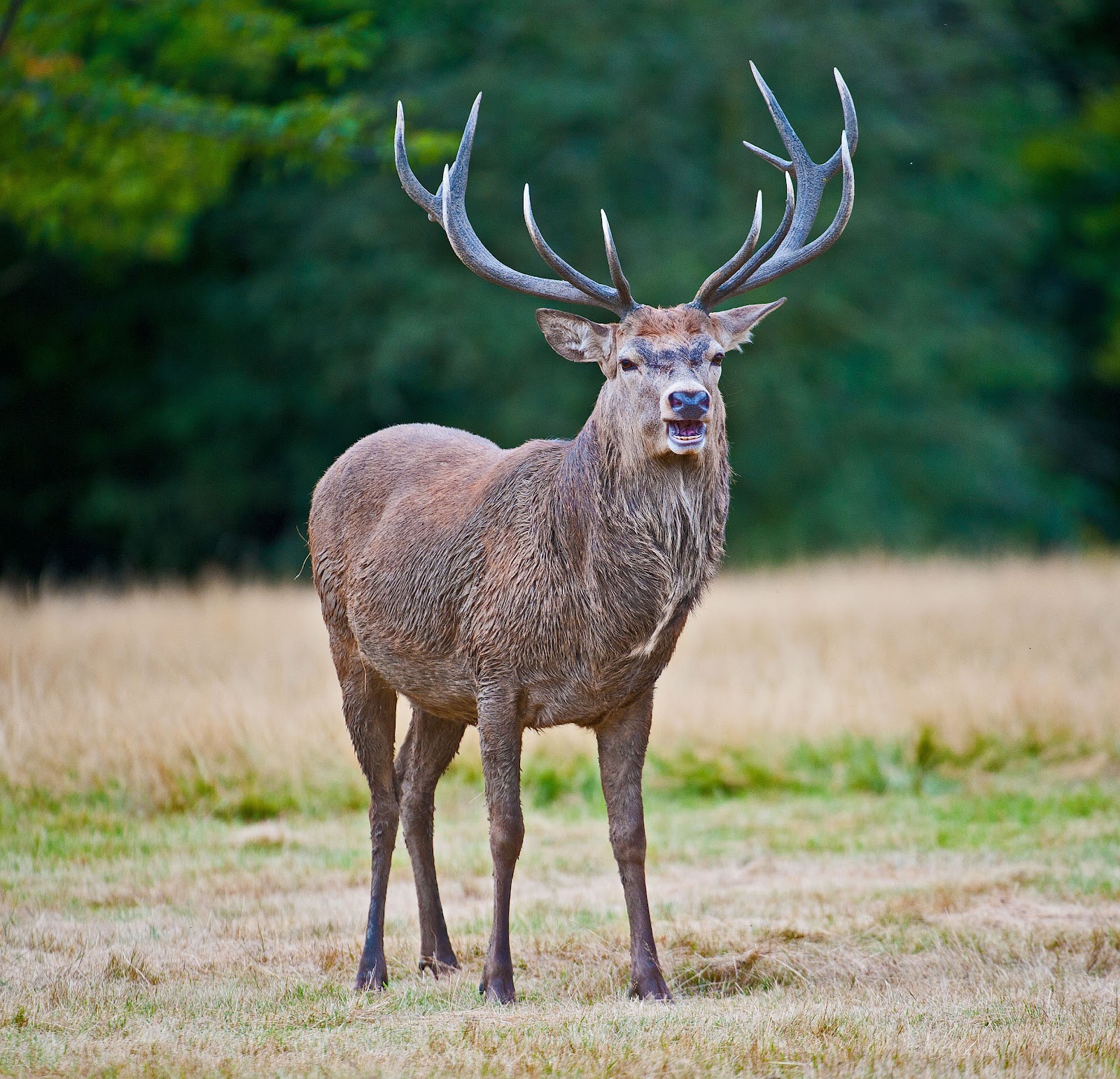 Anthony Miners Wildlife Photos: Red Deer in Richmond Park Anthony Miners Wildlife Photos: Red Deer in Richmond Park