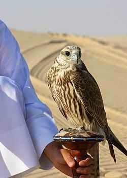 الصقر الحر Saker Falcon الصقر الحر Saker Falcon