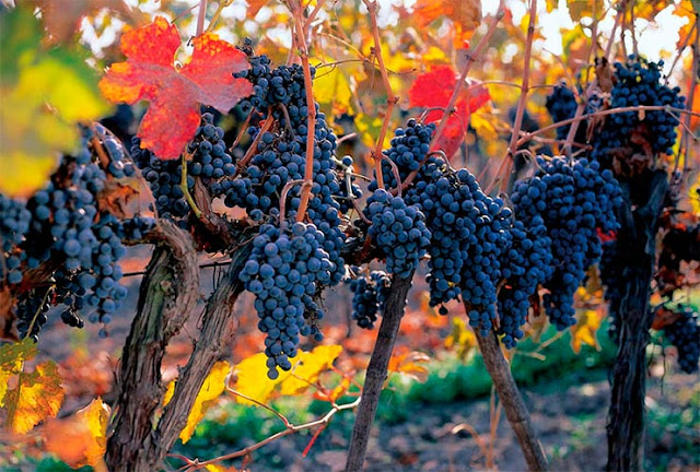 Visitar as vinícolas em Santiago no mês de fevereiro Visitar as vinícolas em Santiago no mês de fevereiro