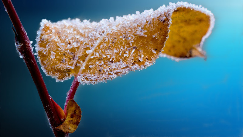 Frosted Leaf