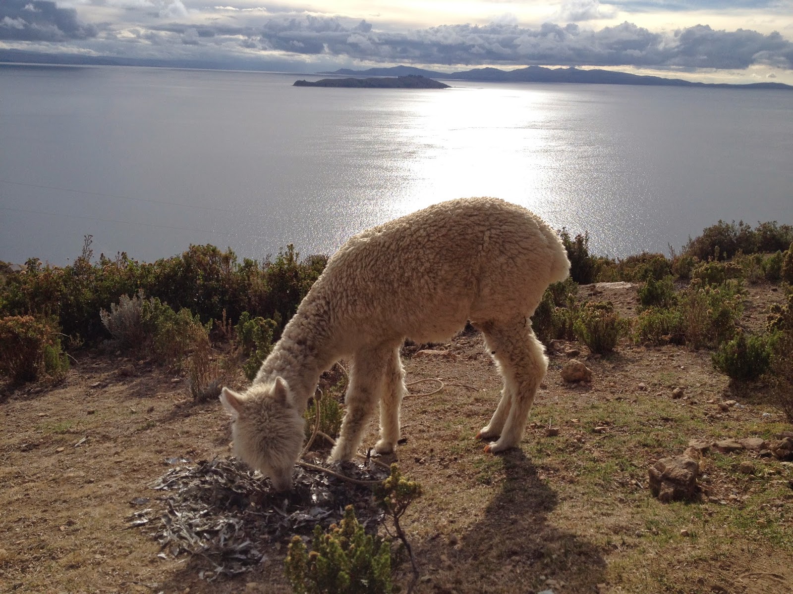 Isla del sol amaneciendo con su fauna habitual Isla del sol amaneciendo con su fauna habitual