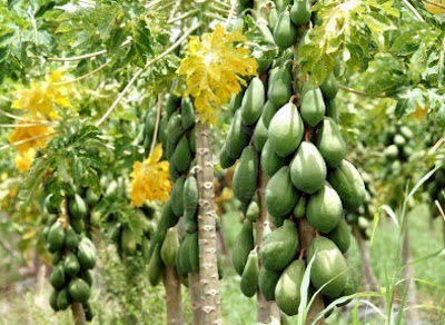 manfaat buah pepaya untuk kesehatan dan kecantikan