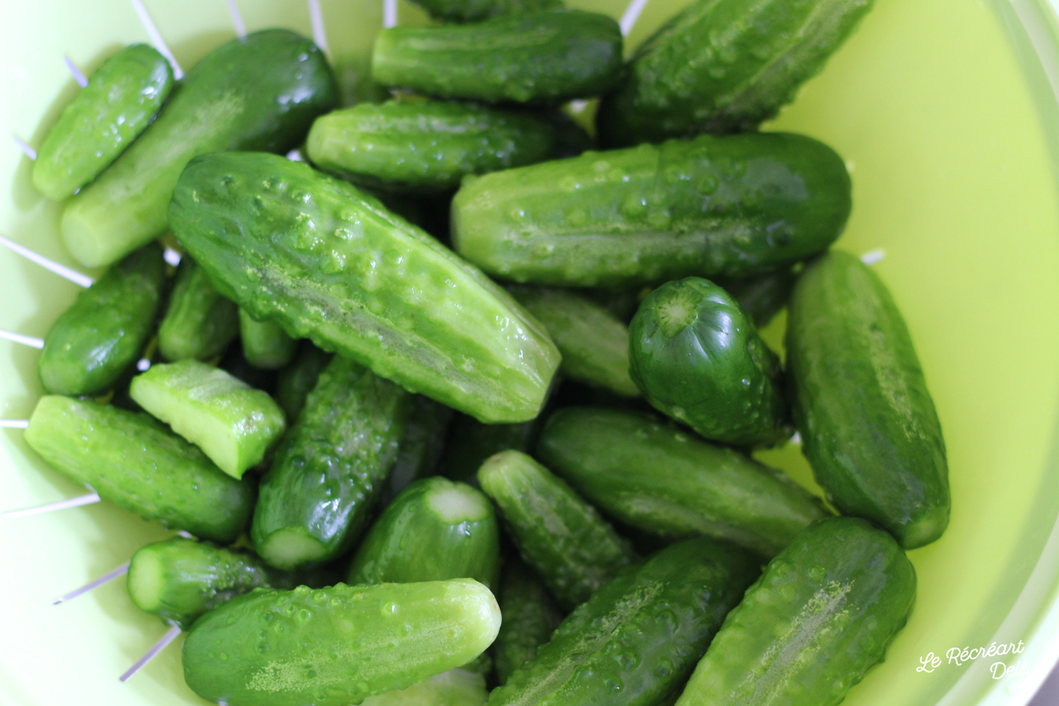 Conserves de Cornichons au vinaigre fait maison Le Récréart Delfie