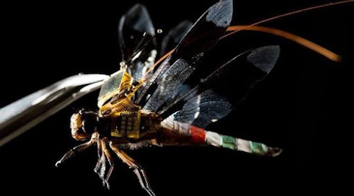 DRONE TERKECIL DIDUNIA MENGGUNAKAN CAPUNG ! DRONE TERKECIL DIDUNIA MENGGUNAKAN CAPUNG !